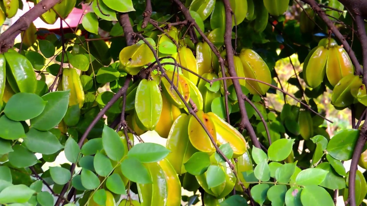 beneficios da carambola