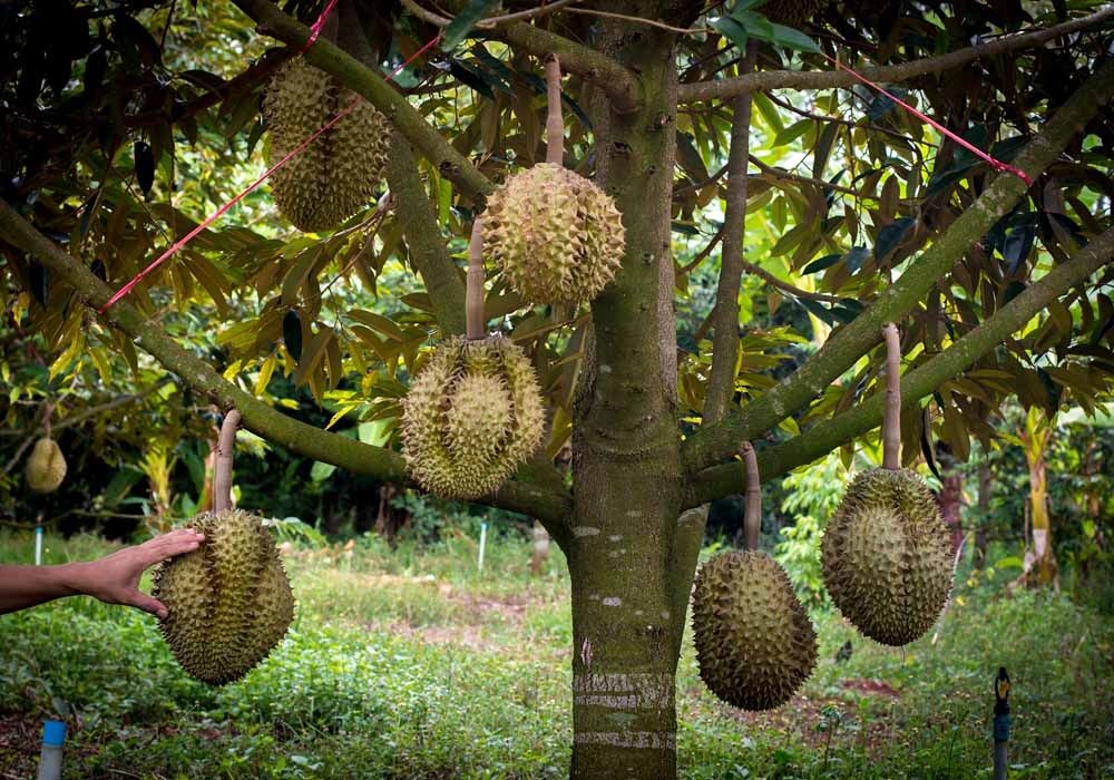 benefícios do durian