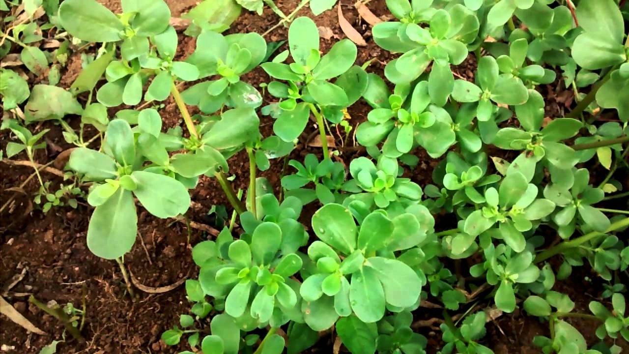 Como Plantar Beldroega