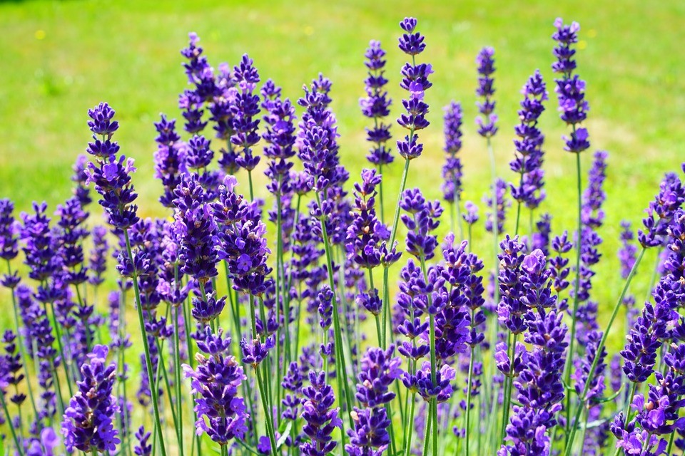 beneficios da lavanda