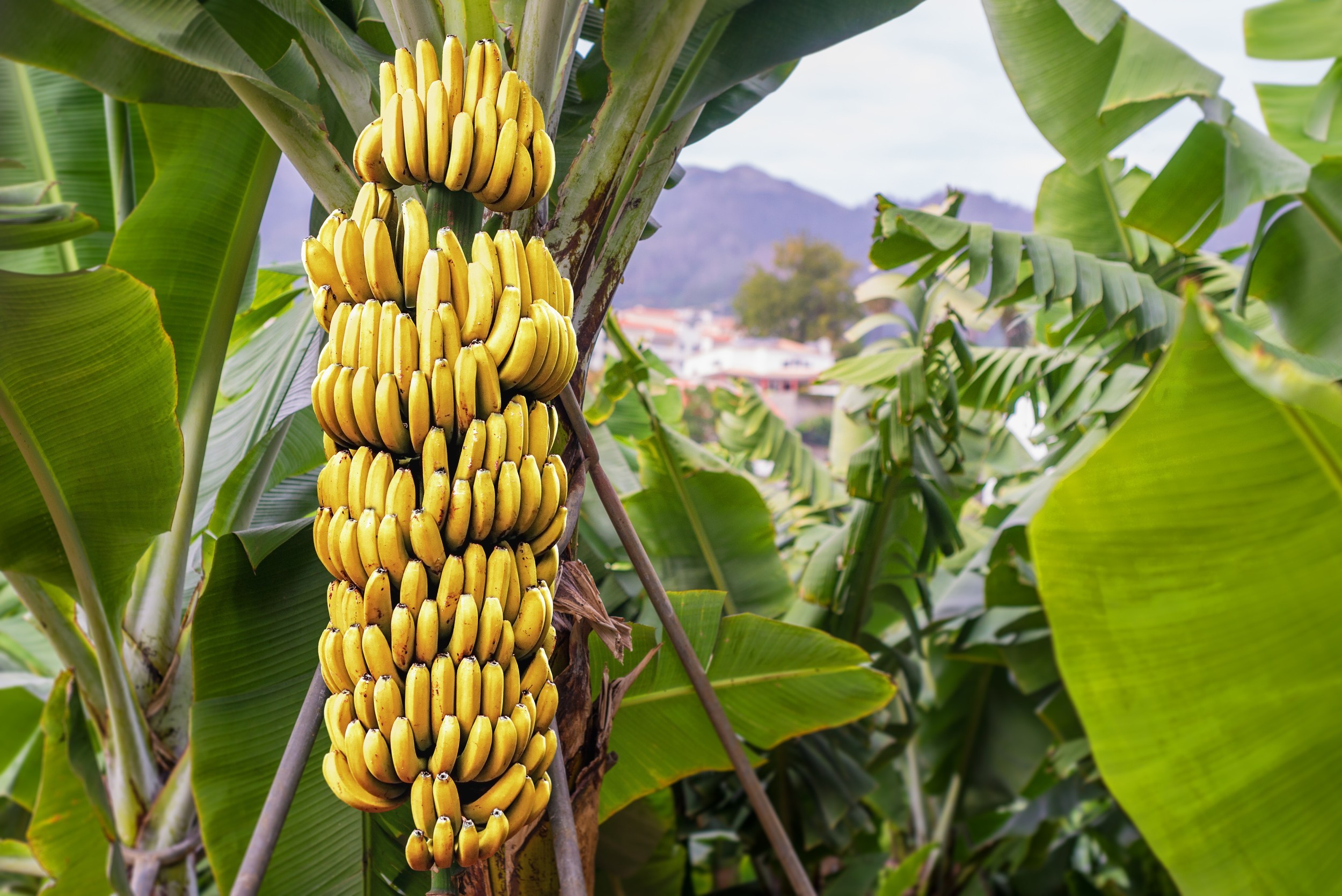 Planta Partenocárpica