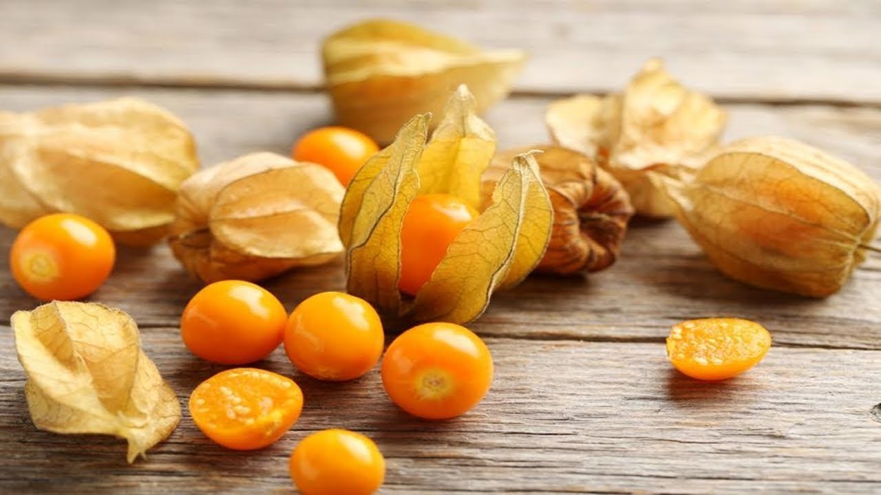 Physalis