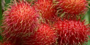 Rambutan