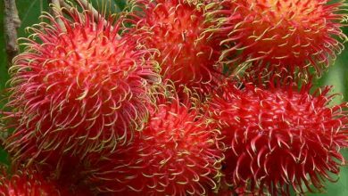 Rambutan