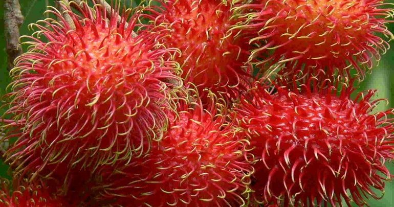 Rambutan
