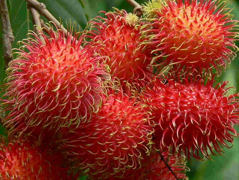 Rambutan