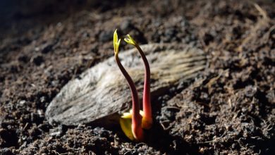 semente de manga germinando