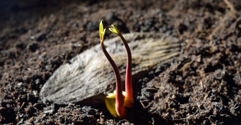 semente de manga germinando