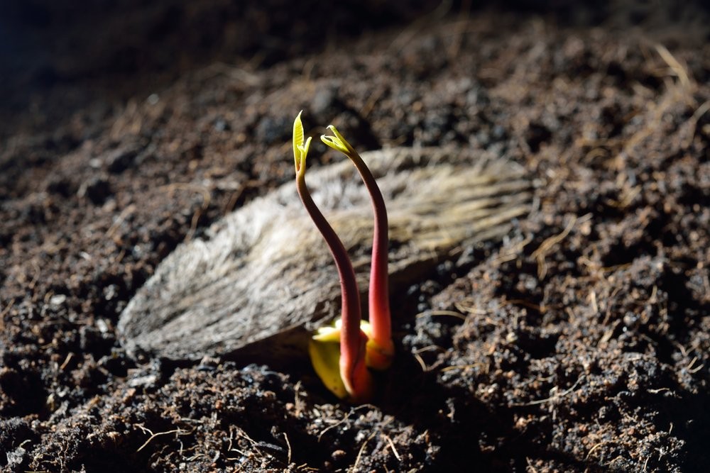 semente de manga germinando