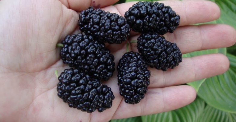 Como Plantar Amora em Casa