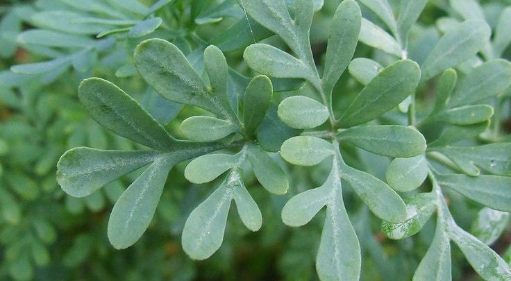 Arruda