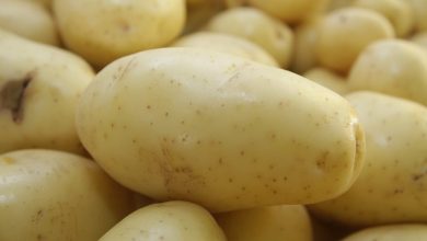 Batatas
