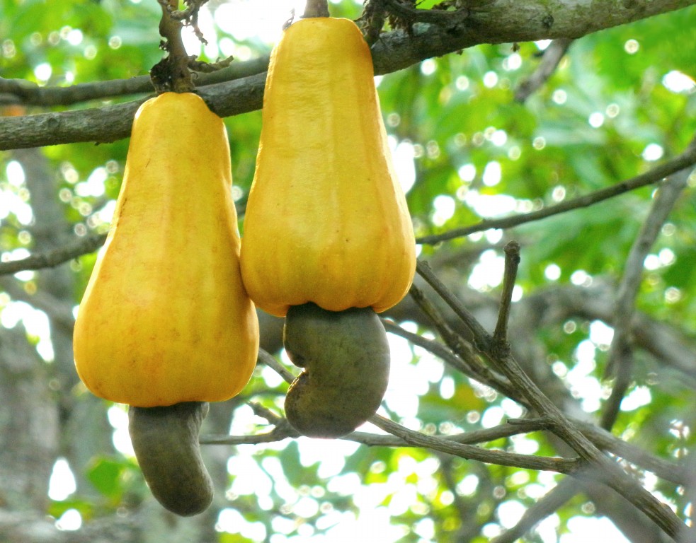 Como Plantar Caju em Casa