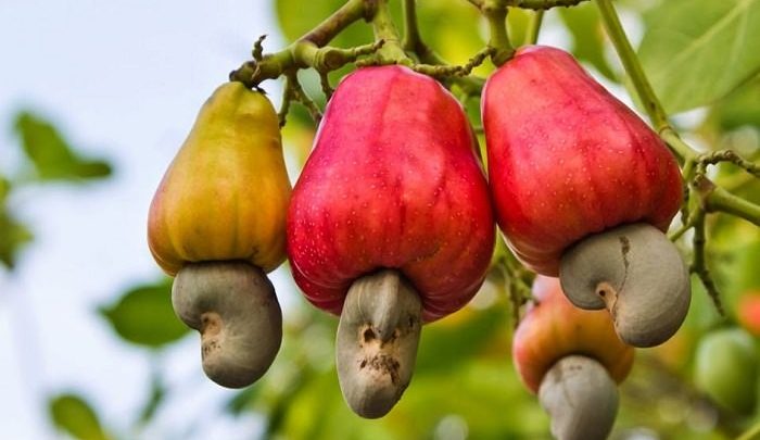 Como Plantar Caju em Casa