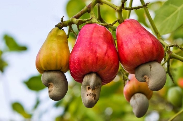 Como Plantar Caju em Casa