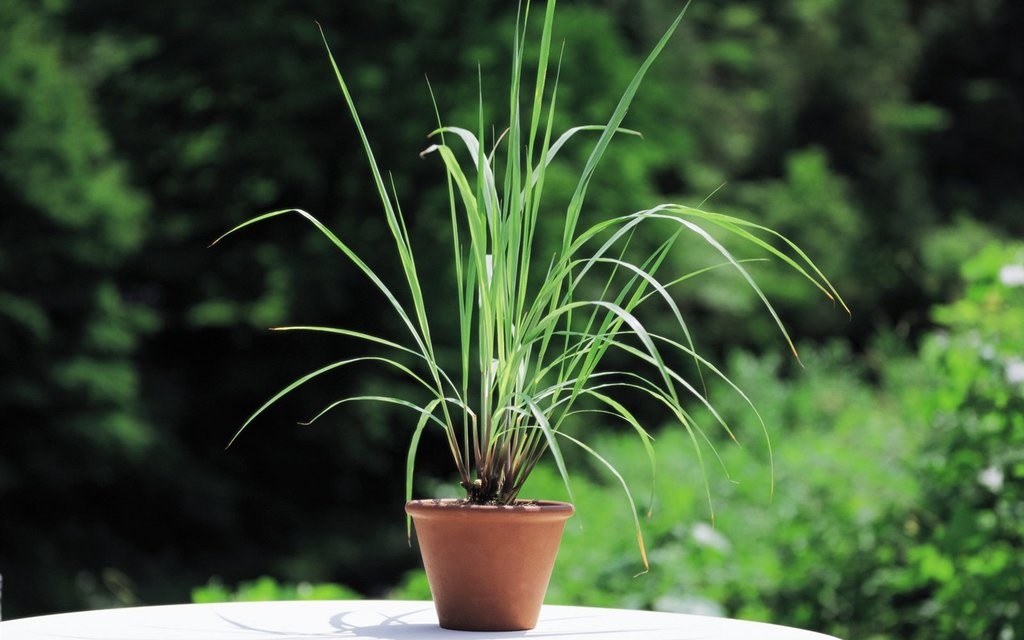 Plantar Capim-limão em Vaso