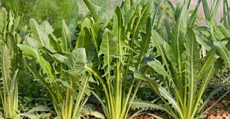 Como Plantar Chicória