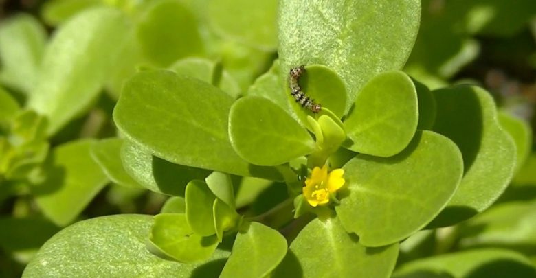 Como Plantar a Beldroega