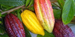 Como Plantar Cacau em Casa