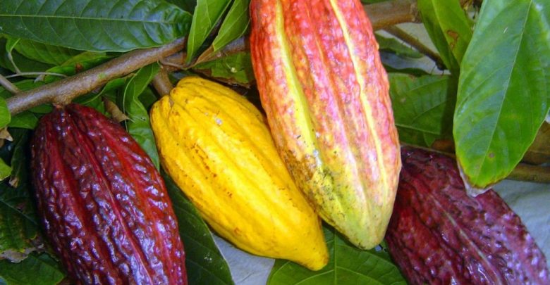 Como Plantar Cacau em Casa