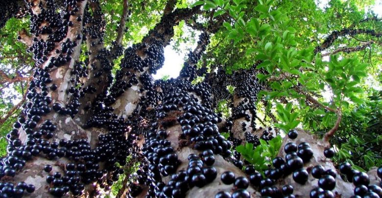 Plantar Jabuticaba
