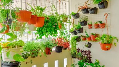 Melhores Legumes Para Plantar em Vasos