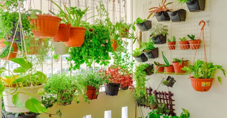 Melhores Legumes Para Plantar em Vasos