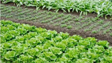 Melhores Alimentos Para Cultivar em Casa