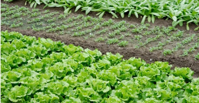 Melhores Alimentos Para Cultivar em Casa