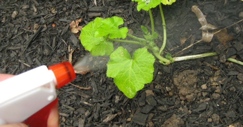 Pesticidas Naturais