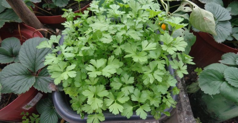Como Plantar Salsa