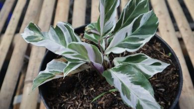 calathea