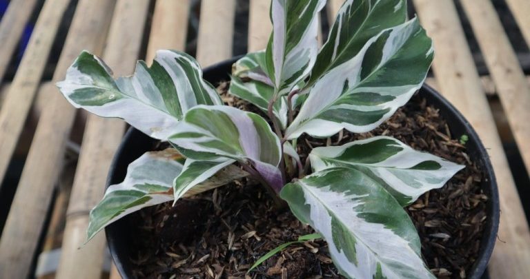 calathea