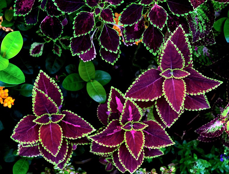 Coleus