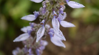 Como Plantar Flor Esporão Azul
