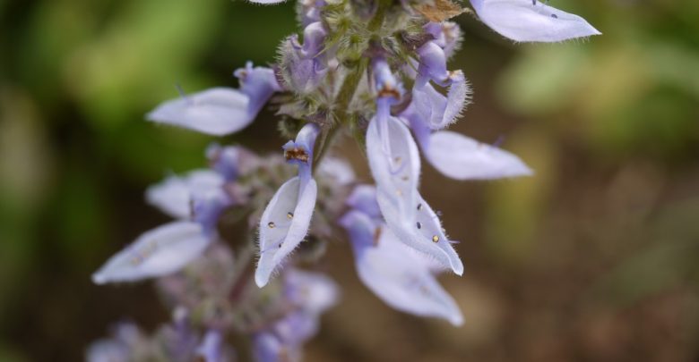 Como Plantar Flor Esporão Azul