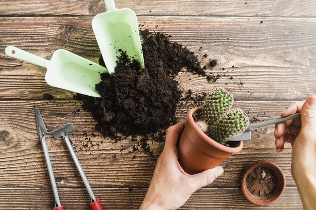 como plantar cacto em casa