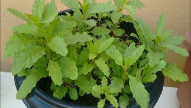 Como plantar mastruz em casa