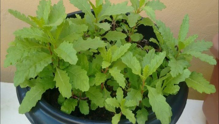 Como plantar mastruz em casa