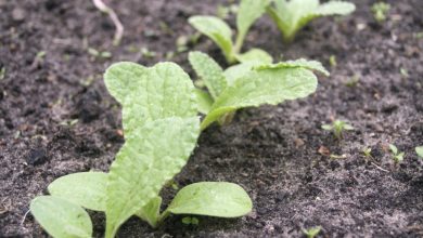 Como plantar sementes de borragem na horta
