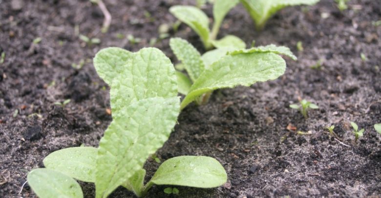 Como plantar sementes de borragem na horta