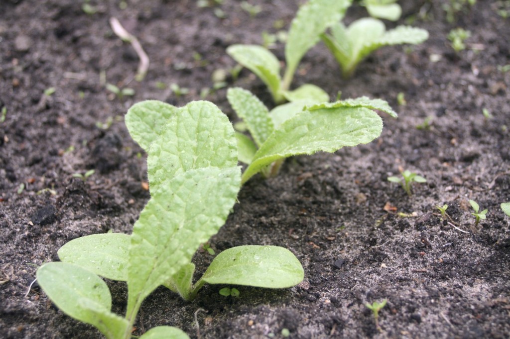 Como plantar sementes de borragem na horta