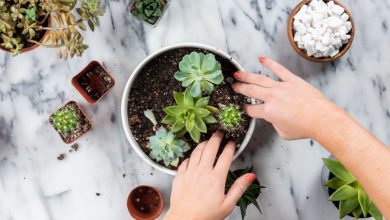 como plantar suculentas em casa