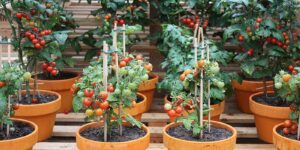 Como plantar tomate cereja em casa