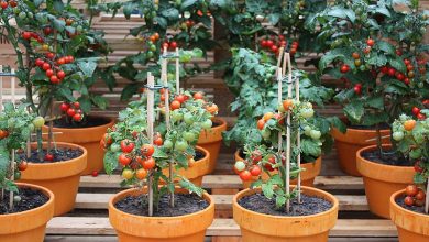 Como plantar tomate cereja em casa
