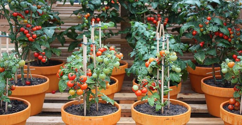 Como plantar tomate cereja em casa
