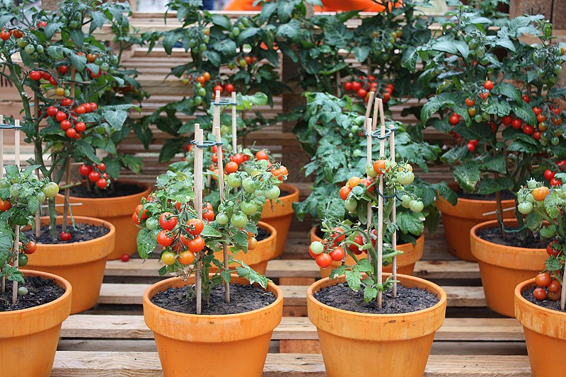 como plantar tomate cereja em casa