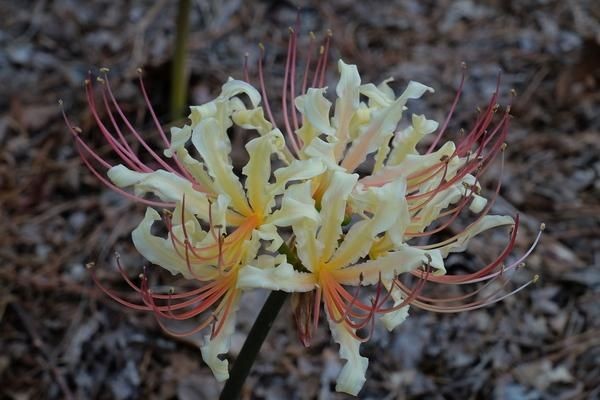 Lycoris radiata var. pumila