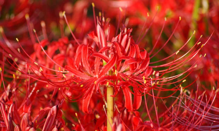 Lycoris radiata var. radiata