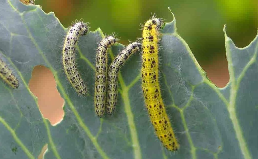 Verme fura folhas afeta a plantacao de amora